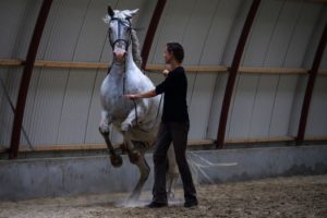 Bastian: Jeg skal sådan lave en pesade! Mig: Nej, jeg vil hellere be´ om en levade, tak. Bastian: Pesade, pesade, pesade!!! Mig: Åhr, han er nu meget kær, når han badutter bare nogenlunde efter planen. Bastians ører fortæller meget fint, hvordan han på den ene side gerne vil lytte til mig og være fint skolet manegehest, men på den anden side gerne vil afsted i strakt karriere!